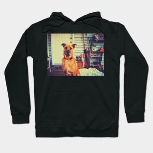 Black mouth cur dog. Hoodie